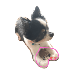 [LINEスタンプ] ちわわ2