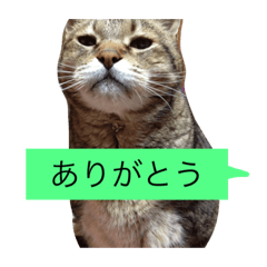[LINEスタンプ] ゴチくんチロちゃん