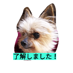 [LINEスタンプ] カイルくん