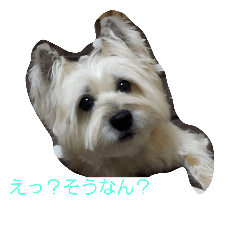 [LINEスタンプ] ぜんのすたんぷ
