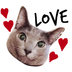 [LINEスタンプ] 猫のブッチ