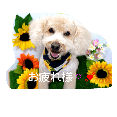 [LINEスタンプ] ハッピー スマイル