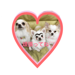 [LINEスタンプ] エルジュリシュガ〜