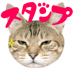 [LINEスタンプ] 飼い猫アメリとメロスタンプ 【実写】