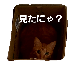 [LINEスタンプ] どーも、きなこです。