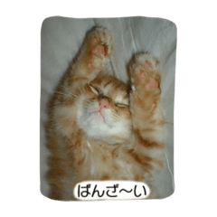 [LINEスタンプ] 飼い猫 ちぃとたく