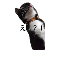 [LINEスタンプ] 靴下ねこ るー