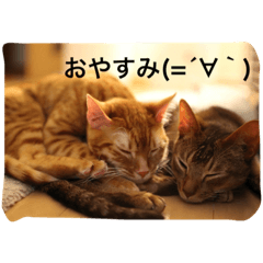 [LINEスタンプ] ねこねこ商店