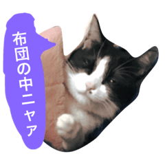 [LINEスタンプ] 眠い時につかえる、猫のハナちゃんスタンプの画像（メイン）