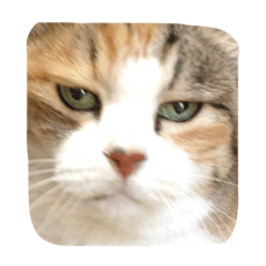[LINEスタンプ] 三毛猫ミケちゃん