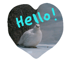 [LINEスタンプ] 可愛いライチョウ