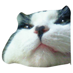 [LINEスタンプ] ねこーずいち