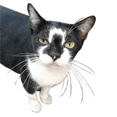 [LINEスタンプ] Black cat with winkky