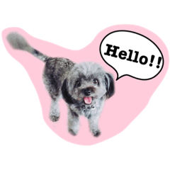 [LINEスタンプ] ポメプー 悟天③【実写版】