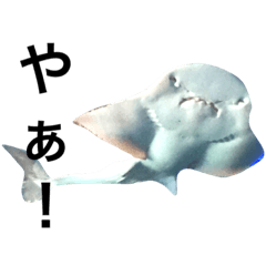 [LINEスタンプ] シュールな海洋生物