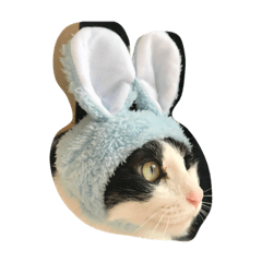 [LINEスタンプ] かぶりものな猫