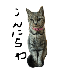 [LINEスタンプ] とら猫トラ