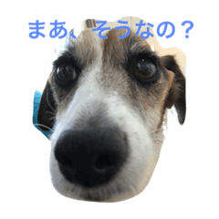 [LINEスタンプ] ジャックラッセルテリアのエル子さん
