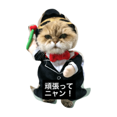 [LINEスタンプ] みんニャ ピーコだニャン
