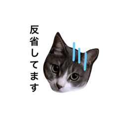 [LINEスタンプ] ねこ♡ネコ♡猫