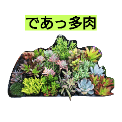 [LINEスタンプ] 多肉植物
