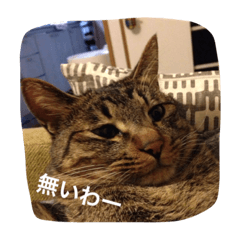 [LINEスタンプ] キジトラ猫スタンプ