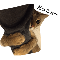 [LINEスタンプ] ココです。猫です。