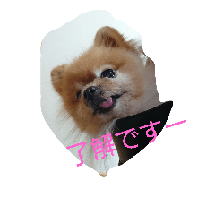 [LINEスタンプ] チワワ＆ポメラニアン