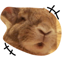 [LINEスタンプ] うさぎは表情豊かです