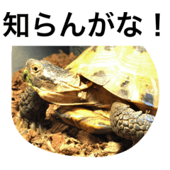 [LINEスタンプ] 福助様日和