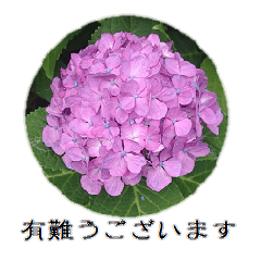 [LINEスタンプ] 大人のお花のスタンプ【1】