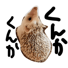 [LINEスタンプ] 我が家のハリネズミ、にぼしさん