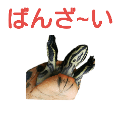 [LINEスタンプ] かめ吉 Ver2
