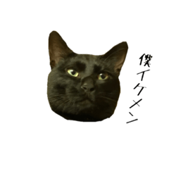 [LINEスタンプ] 黒猫のジッくん