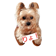 [LINEスタンプ] チャッピー1111
