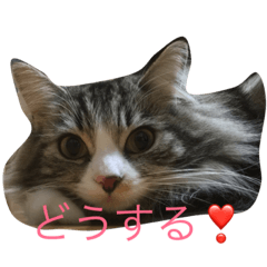 [LINEスタンプ] ノル猫2
