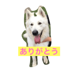 [LINEスタンプ] ホワイトシェパード大豆の日常
