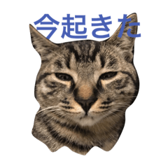 [LINEスタンプ] あずひびの日常