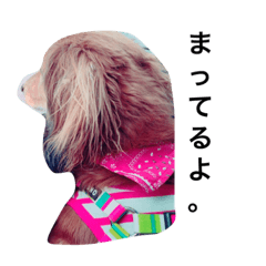 [LINEスタンプ] ミニチュアダックス犬
