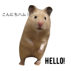 [LINEスタンプ] キンクマてぃーだくん