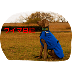 [LINEスタンプ] ワイマ日記スタンプ