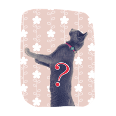 [LINEスタンプ] 愛猫スタンプ