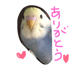 [LINEスタンプ] セキセイインコのミロ