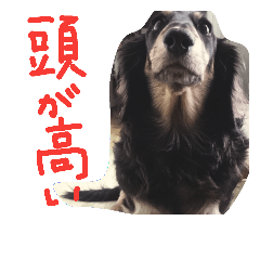 [LINEスタンプ] クロワンコ