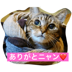 [LINEスタンプ] ウィンキー大好き
