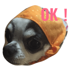 [LINEスタンプ] チワワのジャックくん(文字入り)