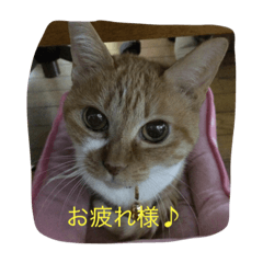 [LINEスタンプ] 猫のみるく♪