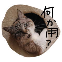 [LINEスタンプ] ご機嫌ナナメな気分 