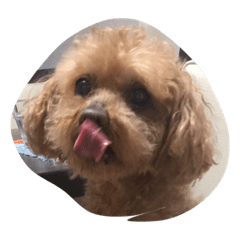 [LINEスタンプ] 山本家の愛犬♡♡♡ぽっきー！