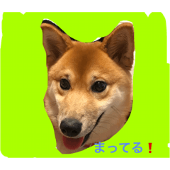 [LINEスタンプ] 柴犬だわさ